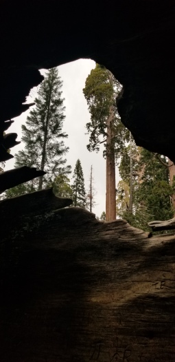 General Grant Tree through Fallen Monarch at Grant's Grove, Sequoia NP