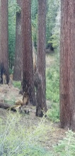 Mama Bear and Cubs at Yosemite NPS